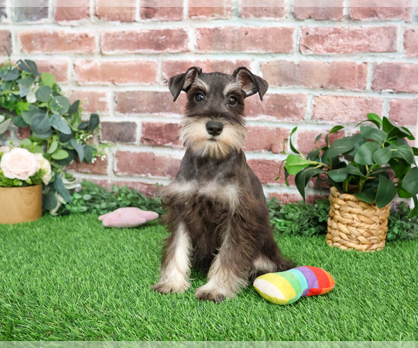 Medium Photo #7 Schnauzer (Miniature) Puppy For Sale in SYRACUSE, IN, USA