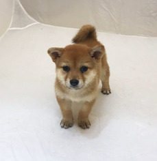 Shiba Inu Puppy for sale in SAN JOSE, CA, USA