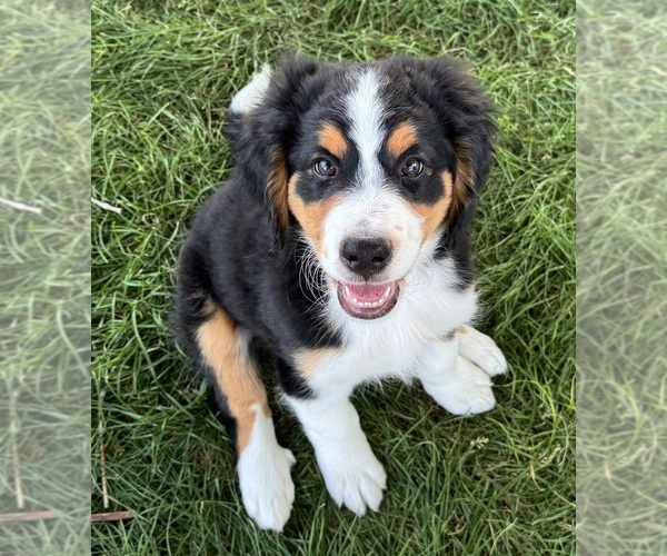 Medium Photo #1 Bernedoodle Puppy For Sale in LONGMONT, CO, USA