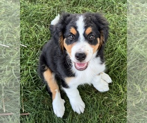 Bernedoodle Puppy for sale in LONGMONT, CO, USA