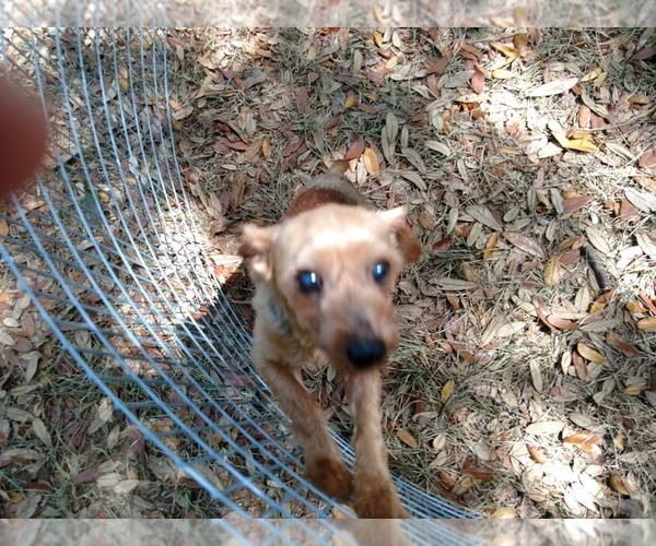 Medium Photo #1 Yorkshire Terrier Puppy For Sale in DOUGLAS, GA, USA