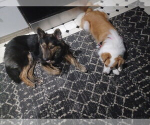 River - Female German Shepherd Dog Dog for Adoption - Photo #2