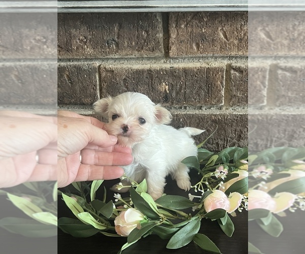 Medium Photo #3 Maltese Puppy For Sale in NILES, MI, USA