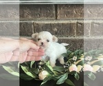 Small #2 Maltese