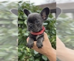 Small Photo #5 French Bulldog Puppy For Sale in METUCHEN, NJ, USA