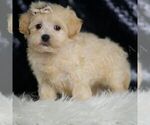 Small #2 Maltipoo