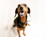 Small #1 Dachshund
