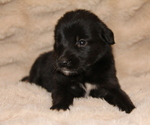 Image preview for Ad Listing. Nickname: Cosmo