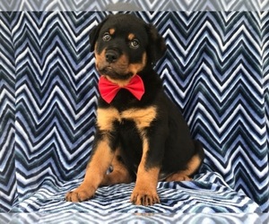 Rottweiler Puppy for sale in PARADISE, PA, USA