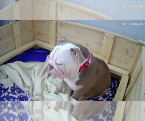 Mother of the Olde English Bulldogge puppies born on 11/05/2025