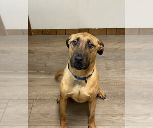 Mountain Cur-Unknown Mix Dogs for adoption in Boston, MA, USA