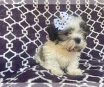Small Photo #7 Zuchon Puppy For Sale in LAKELAND, FL, USA