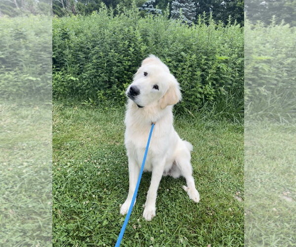 Medium Photo #3 Great Pyrenees Puppy For Sale in Rockaway, NJ, USA