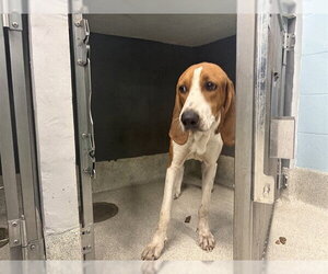 Treeing Walker Coonhound Dogs for adoption in Tallahassee, FL, USA