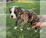 Puppy Puppy 4 American Bulldog