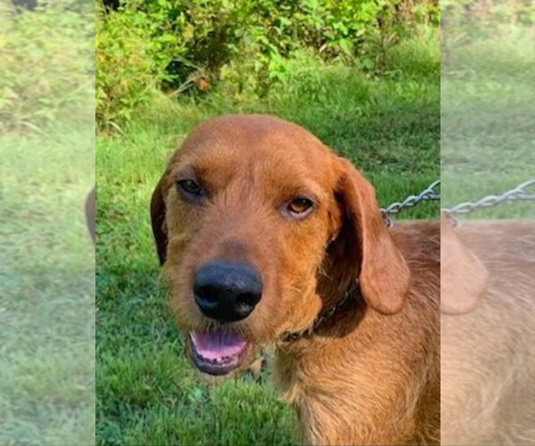 Medium Photo #2 Airedale Terrier-Redbone Coonhound Mix Puppy For Sale in Westminster, MD, USA
