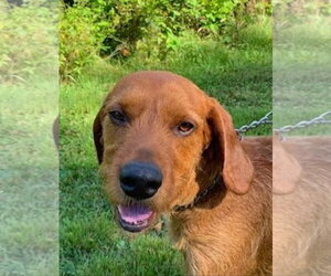 Slim Jim - Male Airedale Terrier-Redbone Coonhound Mix Dog for Adoption - Photo #2