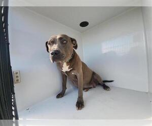 American Pit Bull Terrier Dogs for adoption in Houston, TX, USA