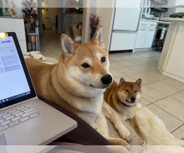 Medium Photo #9 Shiba Inu Puppy For Sale in ZIONSVILLE, IN, USA