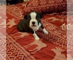 Small Photo #2 Boston Terrier Puppy For Sale in GORHAM, NH, USA