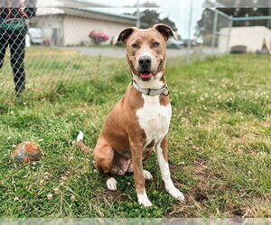 Mutt Dogs for adoption in McKinleyville, CA, USA