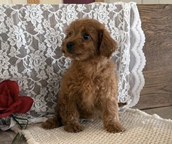 Medium Photo #4 Cavapoo (Miniature) Puppy For Sale in THORP, WI, USA