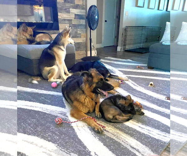 Medium Photo #2 German Shepherd Dog Puppy For Sale in Gretna, NE, USA