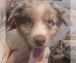 Puppy Male 2 Australian Shepherd