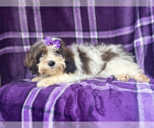 Medium Photo #3 ShihPoo Puppy For Sale in LAKELAND, FL, USA