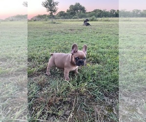 Medium French Bulldog