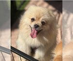 Small Photo #1 Pomeranian Puppy For Sale in Irvine, CA, USA
