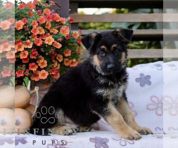 Medium Photo #2 German Shepherd Dog Puppy For Sale in LANCASTER, PA, USA