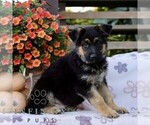 Commander - Male German Shepherd Dog Puppy for Sale - Photo #2