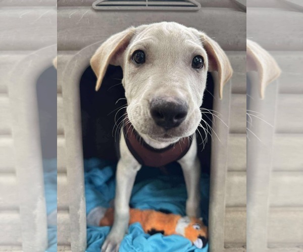 Medium Photo #2 Labrador Retriever-Unknown Mix Puppy For Sale in NYC, NY, USA
