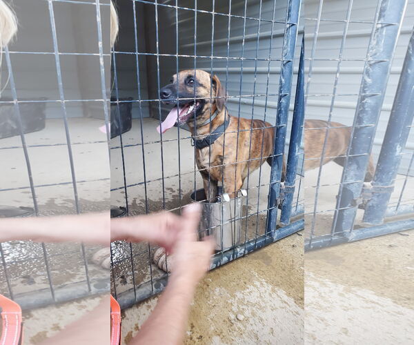 Medium Photo #5 Boxer-Mountain Cur Mix Puppy For Sale in Woodsfield, OH, USA