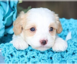 Cavapoo Puppy for Sale in JONES, Michigan USA