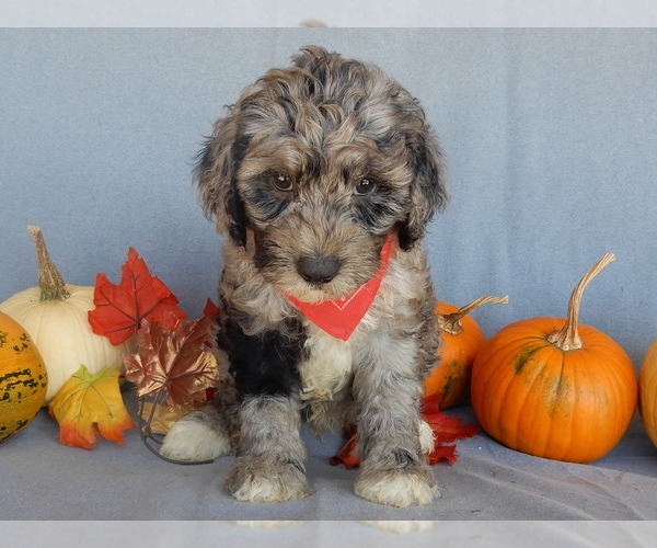 Medium Photo #6 Sheepadoodle Puppy For Sale in MILLERSBURG, OH, USA