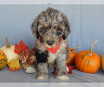 Small #5 Sheepadoodle