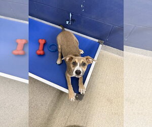 Mutt Dogs for adoption in Sterling, MA, USA