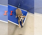 Greywind 4mo AVA 10/7 - Female Mutt Dog for Adoption - Small photo