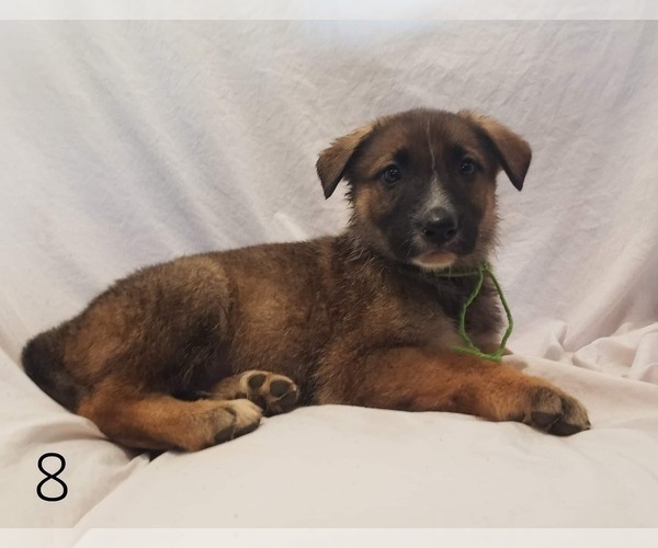 Medium Photo #2 German Shepherd Dog Puppy For Sale in CLANTON, AL, USA
