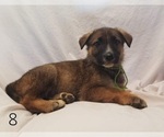 Small Photo #2 German Shepherd Dog Puppy For Sale in CLANTON, AL, USA