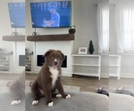 Small #5 Australian Shepherd