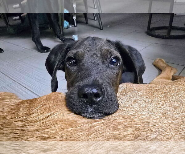 Medium Photo #1 Labrador Retriever-Unknown Mix Puppy For Sale in Clovis, CA, USA