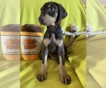 Small Photo #1 Doberman Pinscher Puppy For Sale in JURUPA VALLEY, CA, USA