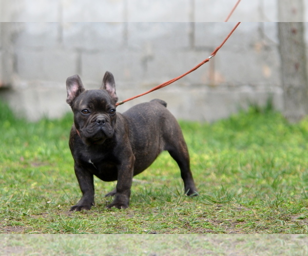 Medium Photo #13 French Bulldog Puppy For Sale in Kiskoros, Bacs-Kiskun, Hungary