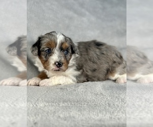 Aussiedoodle Miniature  Puppy for sale in WEST FARMINGTON, OH, USA