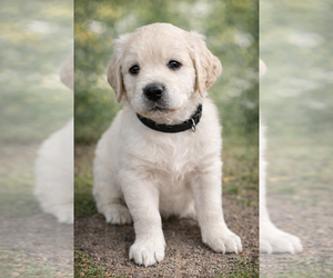 Bernedoodle-English Cream Golden Retriever Mix Puppy for sale in MONTCLAIR, NJ, USA