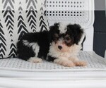 Small Photo #3 Aussiedoodle Miniature  Puppy For Sale in FREDERICKSBURG, OH, USA