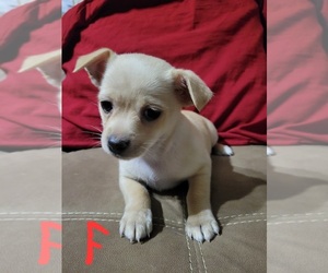 Chiranian Puppy for sale in WINDHAM, NH, USA